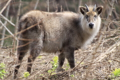 Japanese Serow photo 2