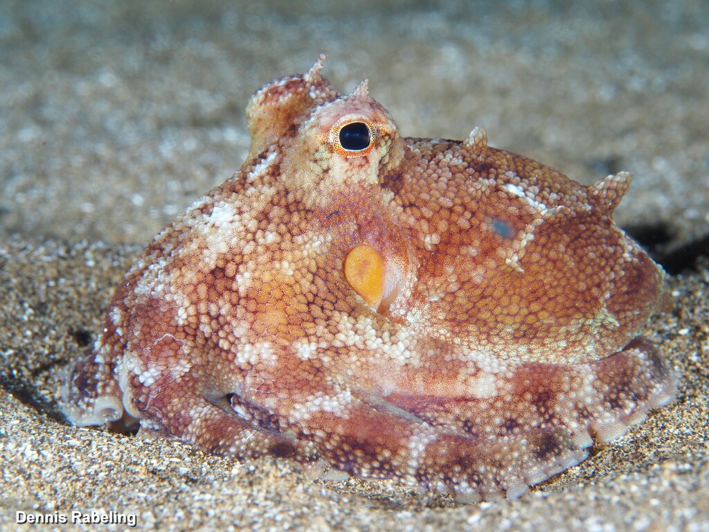 Brown-striped Octopus