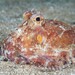 Brown-striped Octopus - Photo (c) Dennis Rabeling, some rights reserved (CC BY-NC-ND), uploaded by Dennis Rabeling