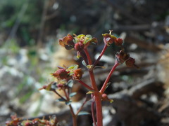Euphorbia dimorphocaulon