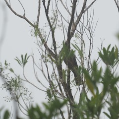 Columba vitiensis hypoenochroa