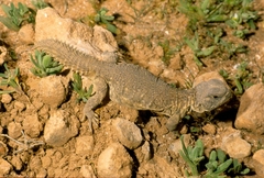 Moroccan Spiny-Tailed Lizard photo 4