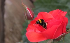Bombus terrestris