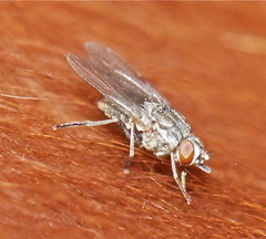 Haematobia irritans