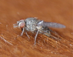 Haematobia irritans