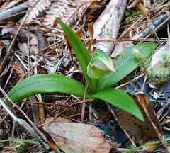 Pterostylis silvicultrix