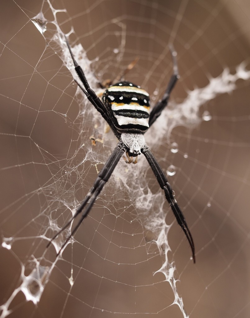Argiope caledonia