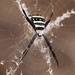 Argiope caledonia - Photo (c) Jakob Fahr, some rights reserved (CC BY-NC), uploaded by Jakob Fahr