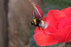 Bombus terrestris