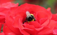Bombus terrestris