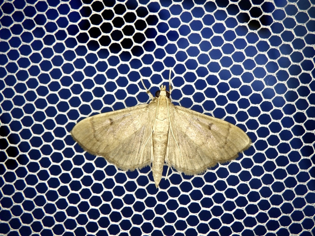 Herpetogramma okamotoi