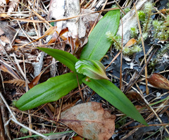Pterostylis silvicultrix