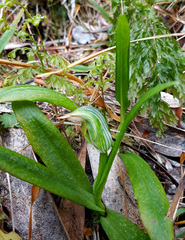 Pterostylis silvicultrix