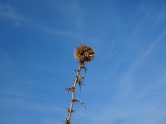 Echinops spinosissimus