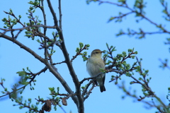 Phylloscopus trochilus