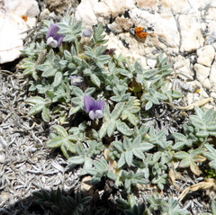 Astragalus kentrophyta tegetarius
