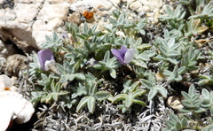 Astragalus kentrophyta tegetarius