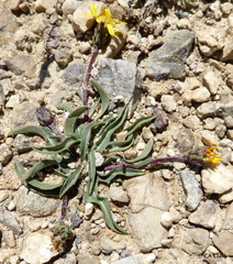 Pyrrocoma apargioides