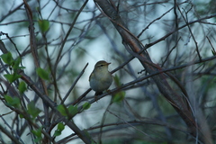 Phylloscopus collybita