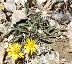 Pyrrocoma apargioides