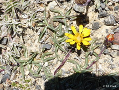 Pyrrocoma apargioides