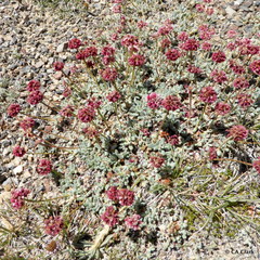Eriogonum gracilipes