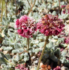 Eriogonum gracilipes