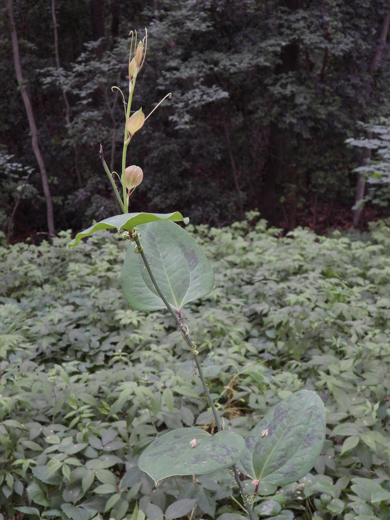 Smilax glaucochina