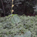Smilax glaucochina - Photo (c) Chuangzao, some rights reserved (CC BY-NC), uploaded by Chuangzao