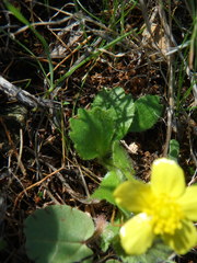 Ranunculus bullatus