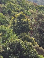 Prumnopitys ferruginea