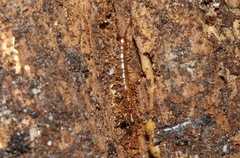 Henicops maculatus