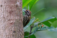 Picumnus innominatus