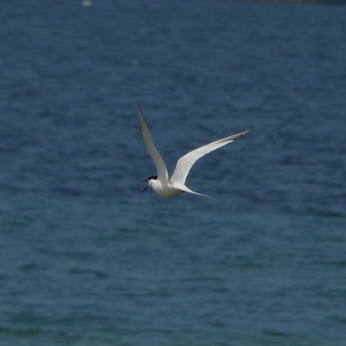 Roseate Tern, 36370 Nigrán, Pontevedra, España, photo 8 of 10