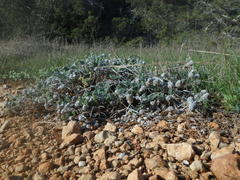 Teucrium cyprium
