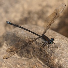 Caledopteryx sarasini