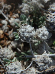 Teucrium cyprium