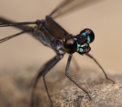 Caledopteryx sarasini