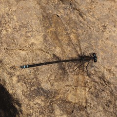 Caledopteryx sarasini