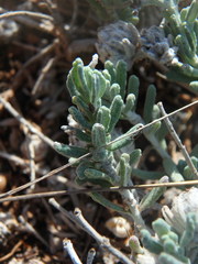 Teucrium cyprium