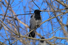Corvus cornix