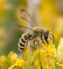 Cnemidandrena