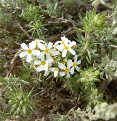 Leptosiphon nuttallii pubescens