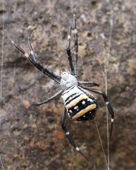Argiope caledonia