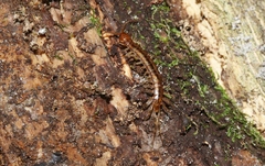 Henicops maculatus