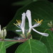 Lonicera - Photo (c) Jeff Skrentny, some rights reserved (CC BY-NC)