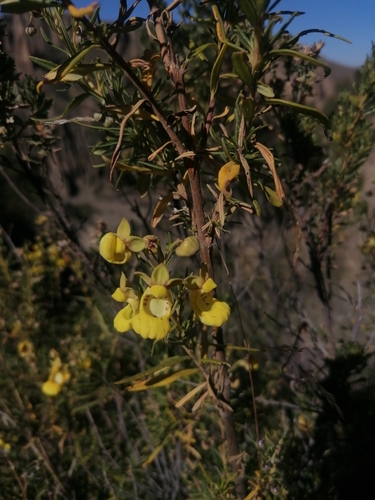 Calceolaria buchtieniana (Calceolaria buchtieniana)