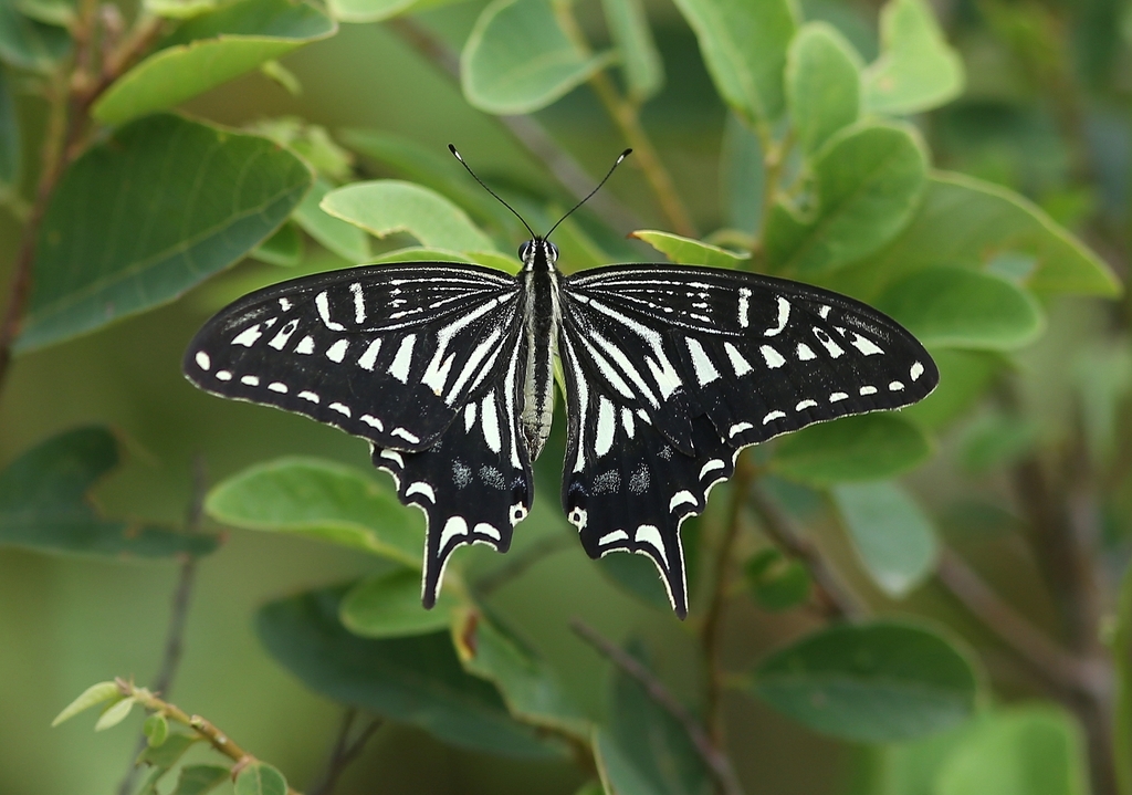 Chinese Yellow Swallowtail in June 2023 by Goofy Ko · iNaturalist