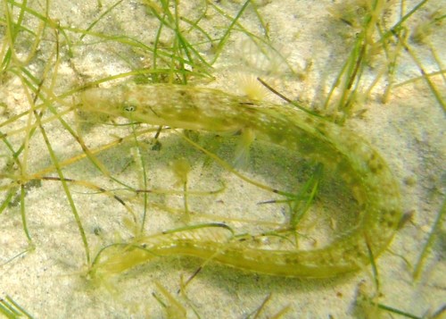 Orangethroat Pikeblenny