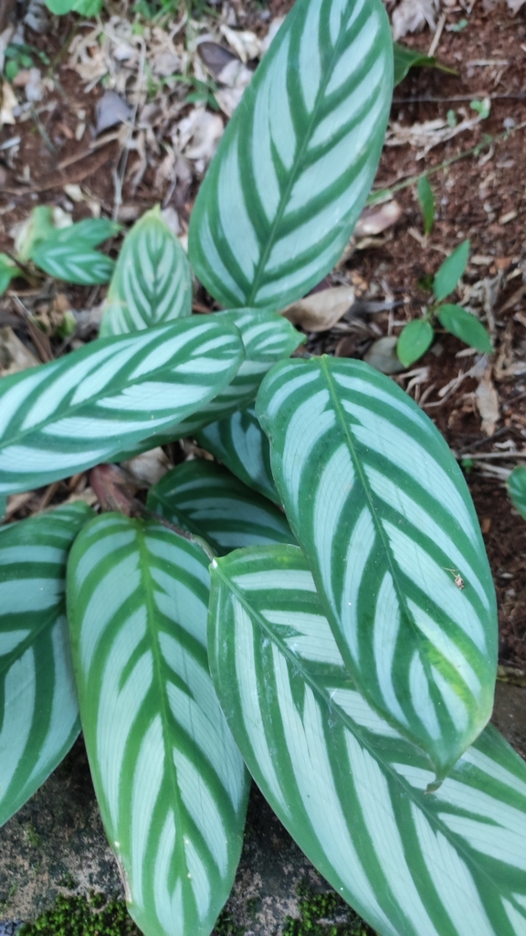 Ctenanthe oppenheimiana